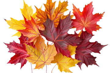 Maple Leaves Isolated On Transparent Background