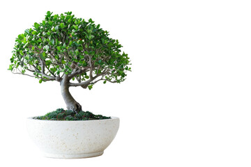 Lush Green Ornamental Tree Isolated On Transparent Background