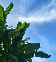 Natural Green banana leaves against sky background with clouds. Image with copy space