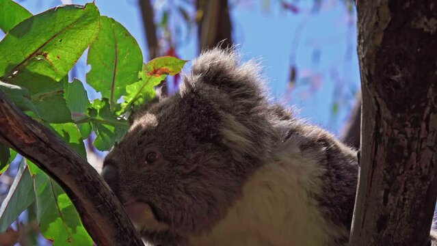 Koala eating leaves in the wild. Hanson Bay, Kangaroo Island, South Australia.