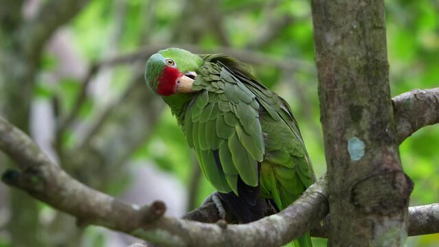 Exotic red-crowned amazon, amazona viridigenalis perched on tree branch, preening and grooming its wing feathers, an endangered bird species due to habitat destruction and illegal pet trade, close up.