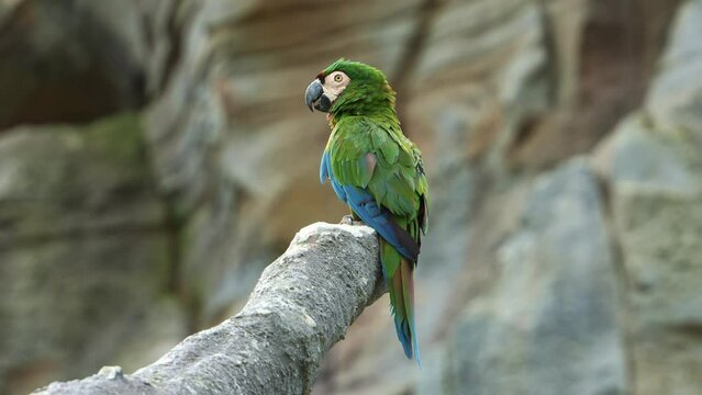 Small chestnut-fronted macaw, severe macaw (ara severus) perched on chopped off tree branch with fluff up feathers, slowly turn its head around and looking away, close up shot.