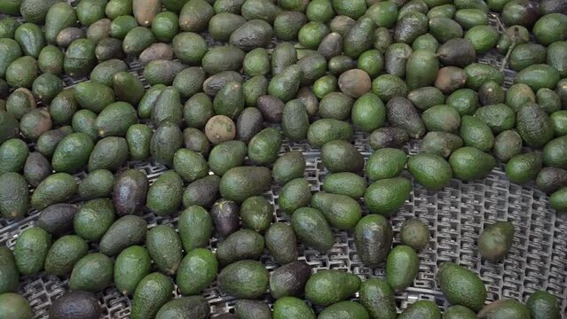 AVOCADOS ON A CONVEYOR BELT 