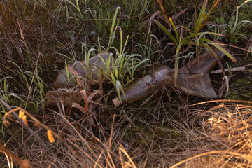 Plastic garbage scattered on grass in nature
