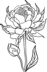 Hand-drawn rose sketches with delicate details capture the flower's natural beauty - 752744099