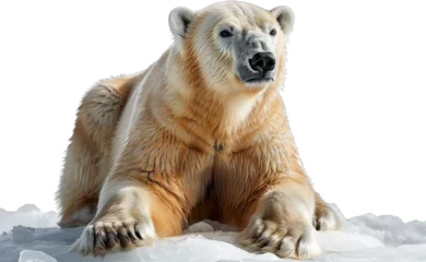 Foto op Canvas Polar bear isolated on transparent background. PNG © Tran
