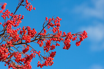 rowan tree with red berry on branch and bright sky background