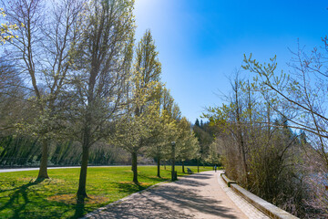 Fototapeta na wymiar Spring park with green nature in sunny day with alley pathway outdoor