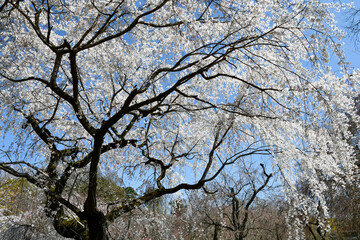 青空と枝垂れ桜	