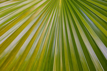 Fototapeta premium Close up of radial patterns on natural green leaf