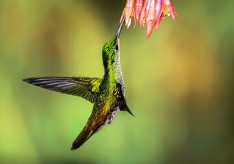 Obraz premium hummingbird on a branch