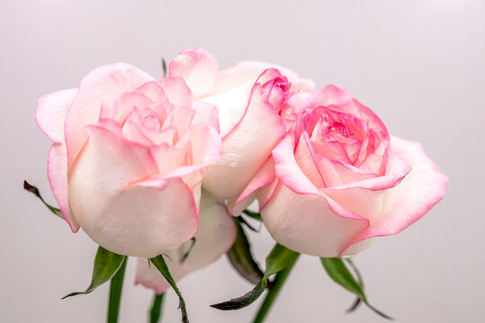 The branch of pink roses on white  background
