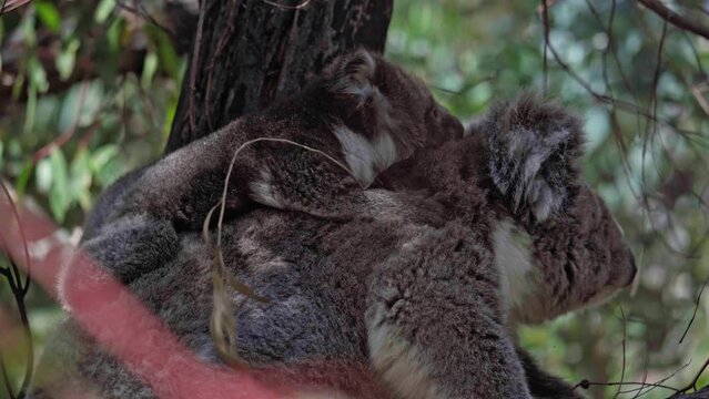 Wild koala and her joey on the tree. Hanson Bay, Kangaroo Island, South Australia.