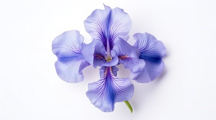 Ethereal Beauty: Blue Iris Flower Isolated on White Background