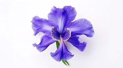 Ethereal Beauty: Blue Iris Flower Isolated on White Background