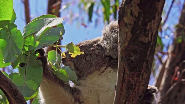 Koala eating leaves in the wild. Hanson Bay, Kangaroo Island, South Australia.