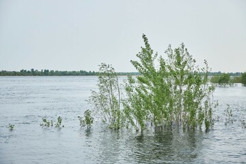 Flooded plants from the spring flood of the river.