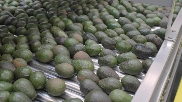 AVOCADO PACKING HOUSE FROM URUAPAN MICHOACAN 3
