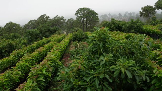 AVOCADO TREES NURSERY AT URUAPAN MICHOACAN MEXICO