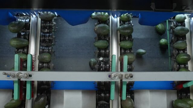 AVOCADO PACKING HOUSE FROM URUAPAN 2