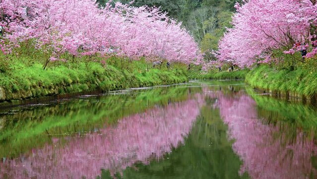 Beautiful view of cherry blossom Sakura appears over the  River in Taiwan
