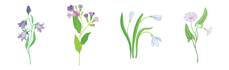 Fototapeta na wymiar Purple Flower on Green Stem with Leaf as Meadow or Field Plant Vector Set