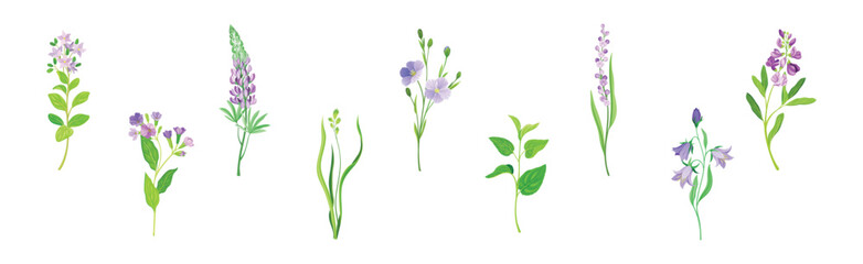 Purple Flower on Green Stem with Leaf as Meadow or Field Plant Vector Set