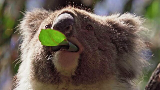 Koala eating leaves in the wild. Hanson Bay, Kangaroo Island, South Australia.