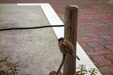 春　道脇のロープにとまるスズメ