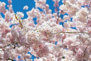 Sakura tree in bloom in spring. Beautiful spring season. Sakura tree blossom. Spring nature. Sakura tree blossom. Beautiful pink spring Sakura flower on a tree. Japanese cherry blossom season