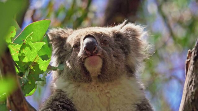 Koala eating leaves in the wild. Hanson Bay, Kangaroo Island, South Australia.