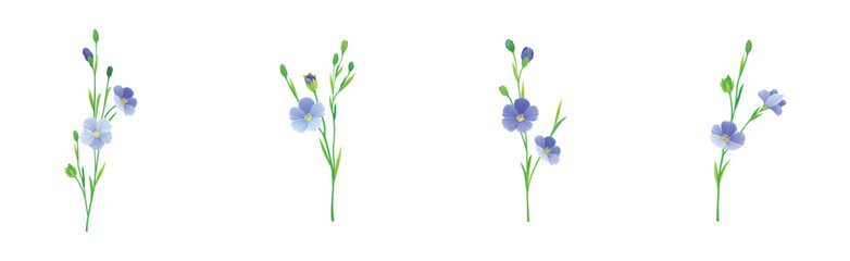 Fototapeta na wymiar Blooming Flax Flower Plant with Green Stem Vector Set