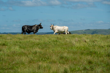 The Wild Coast, known also as the Transkei, open veld, fields of grassland and steamy jungle or coastal forests. The rugged and unspoiled Coastline and grasslands and African veld grazing for Nguni ca