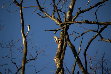 Great spotted woodpecker on a tree.