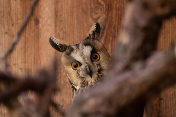 long-eared owl (Asio otus)