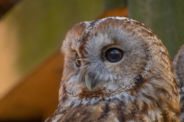 Portrait of Tawny owl or brown owl