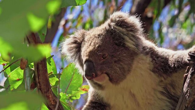 Koala eating leaves in the wild. Hanson Bay, Kangaroo Island, South Australia.