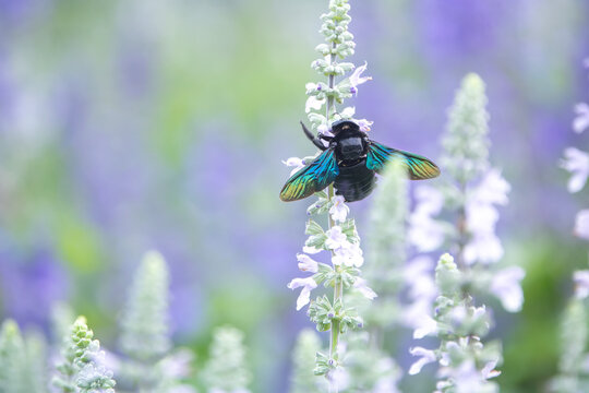 Carpenter bee Xylocopa on the violet flower