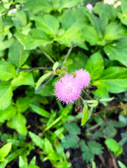 Fototapeta premium Beautiful small flowers that bloom after the rain