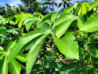 View of coconut trees from below with bright clouds