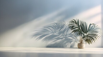 Fototapeta na wymiar Shadow of palm leaves on white concrete light beige wall