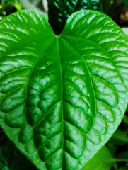 Green leaf texture pattern background 