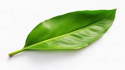 Fototapeta premium Tropical Elegance: Fresh Whole Banana Leaf Isolated on White Background