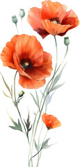 Obraz premium Beautiful watercolor red poppie, PNG transparent