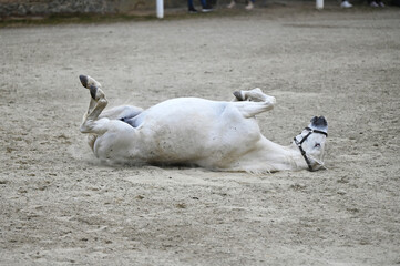 Public presentation of the new foals of the year at the Lipizzaner stud farm in Piber in Styria