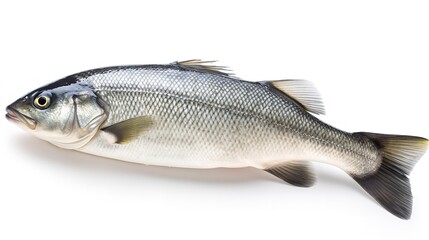Obraz premium Oceanic Freshness: One Raw Seabass Fish Isolated on White