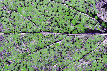 Background texture of an old decomposed leaf with ribs and veins left after winter