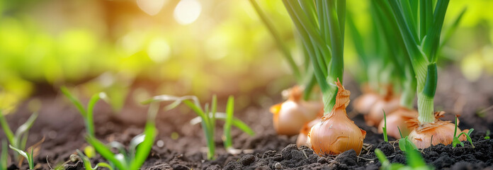 The onion branch plant on the garden bed. Close up. Copy space for text. Blurred background. Banner slider template. - 752774607