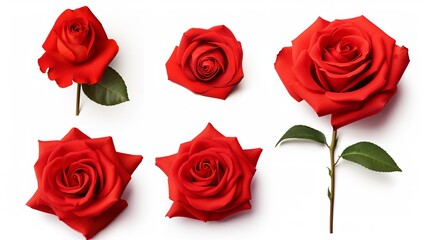Eternal Passion: Red Rose Set, Flower Close-up Isolated on White