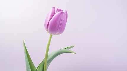 Tranquil Elegance: Serene Purple Tulip Flower on Light Background (8K)